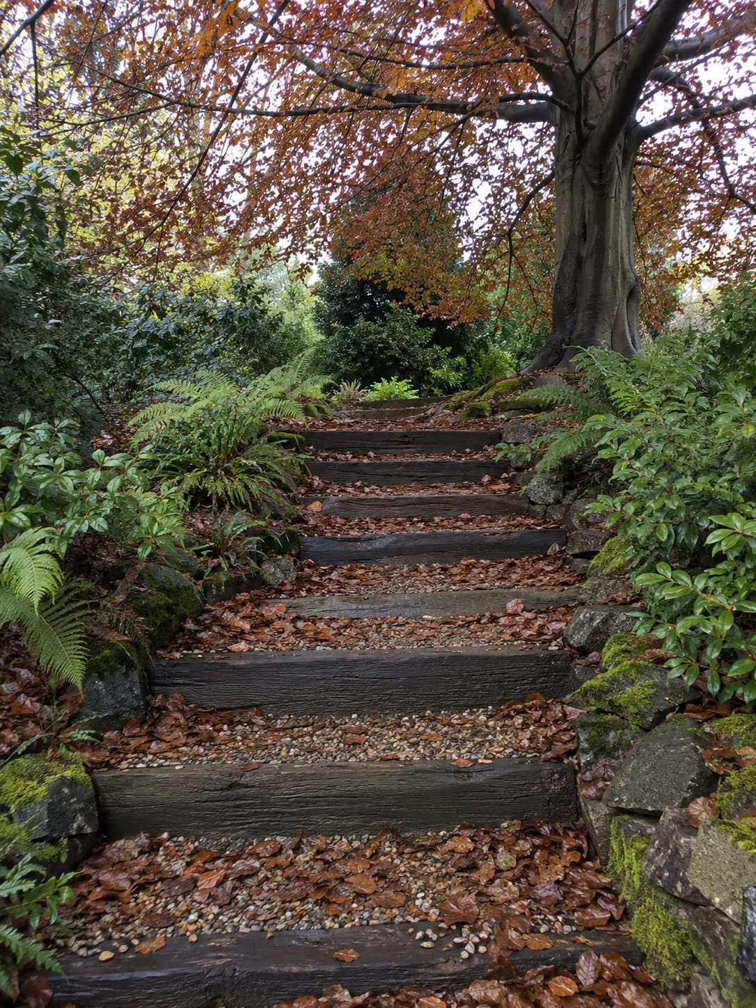 Garden steps built from oak sleepers with gravel treads rising under a copper beech, scattered with damp fallen leaves.