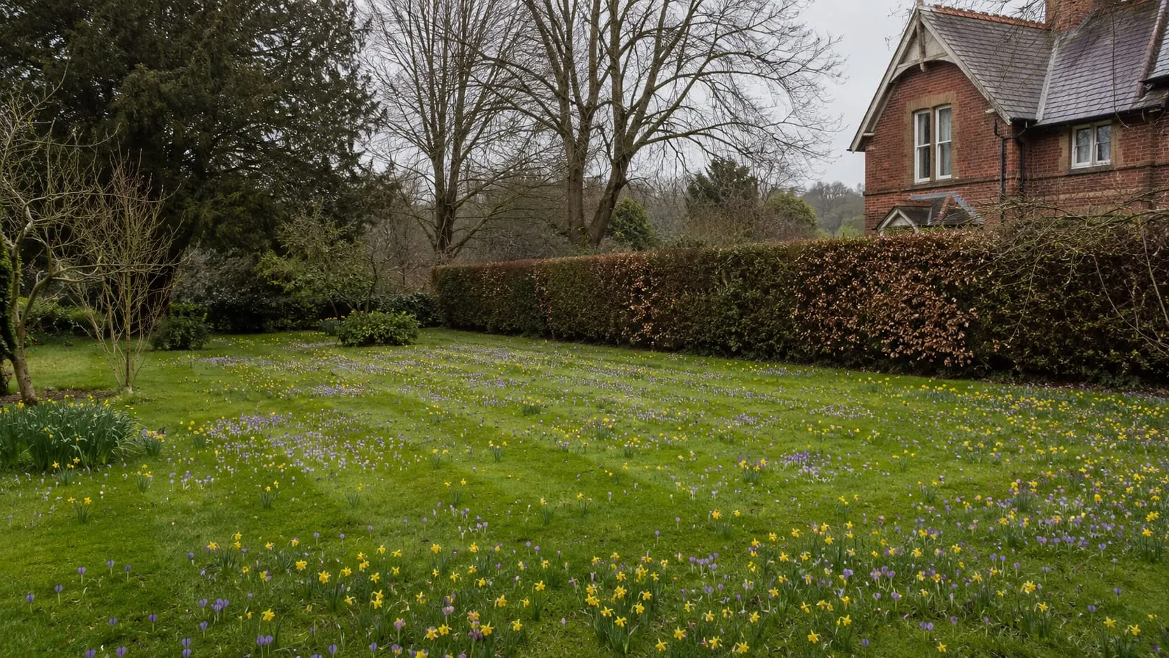 A striped back-garden lawn in April with purple crocus and yellow narcissi naturalised through the turf, bare trees and a clipped beech hedge behind.