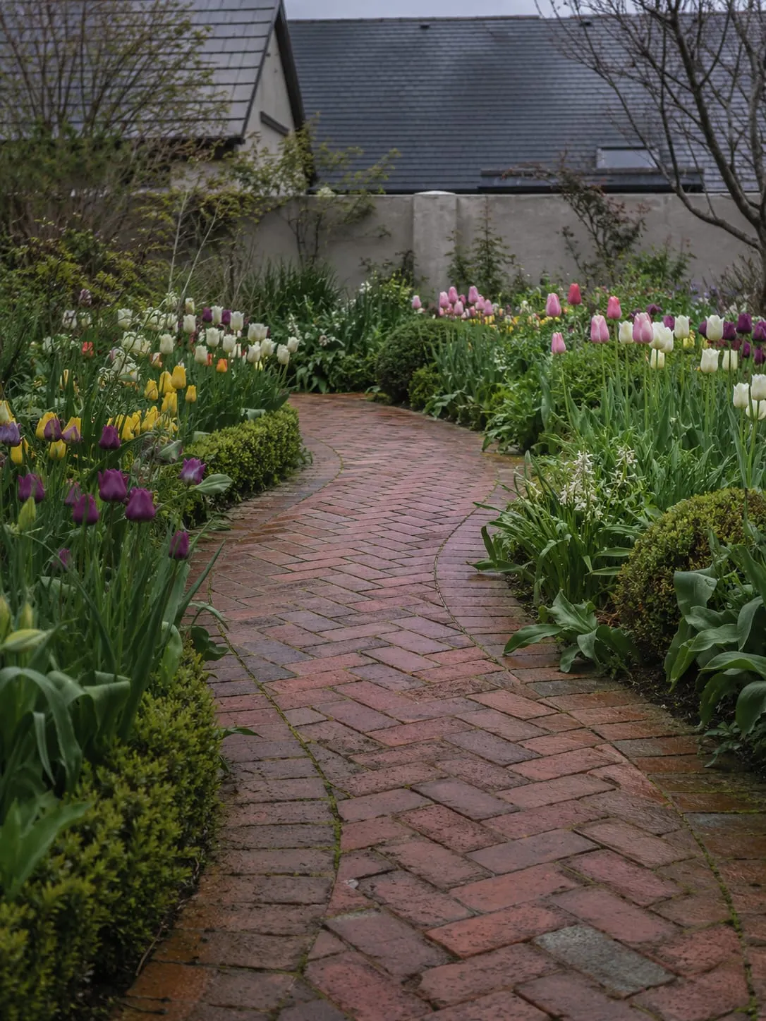 A reclaimed brick path laid in herringbone curving between deep borders of tulips and emerging perennials, damp after rain.